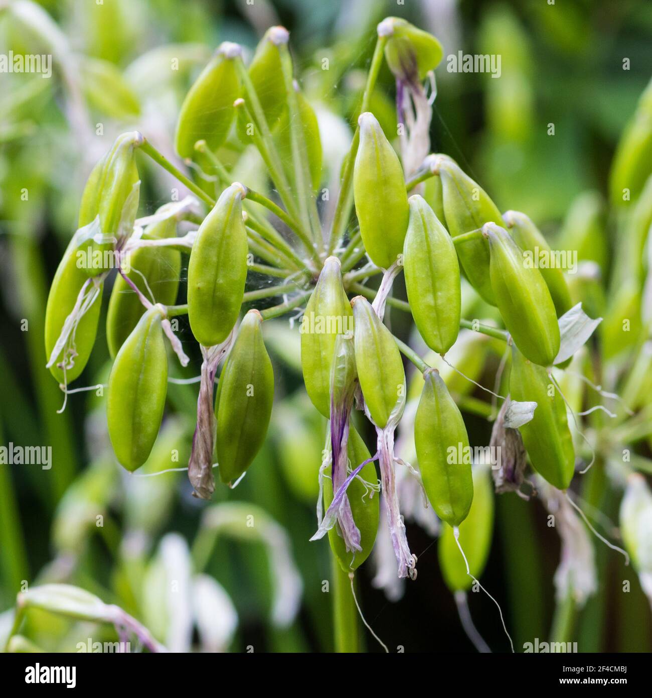 Eine Makroaufnahme der Samenschoten einer Agapanthus-Pflanze. Stockfoto