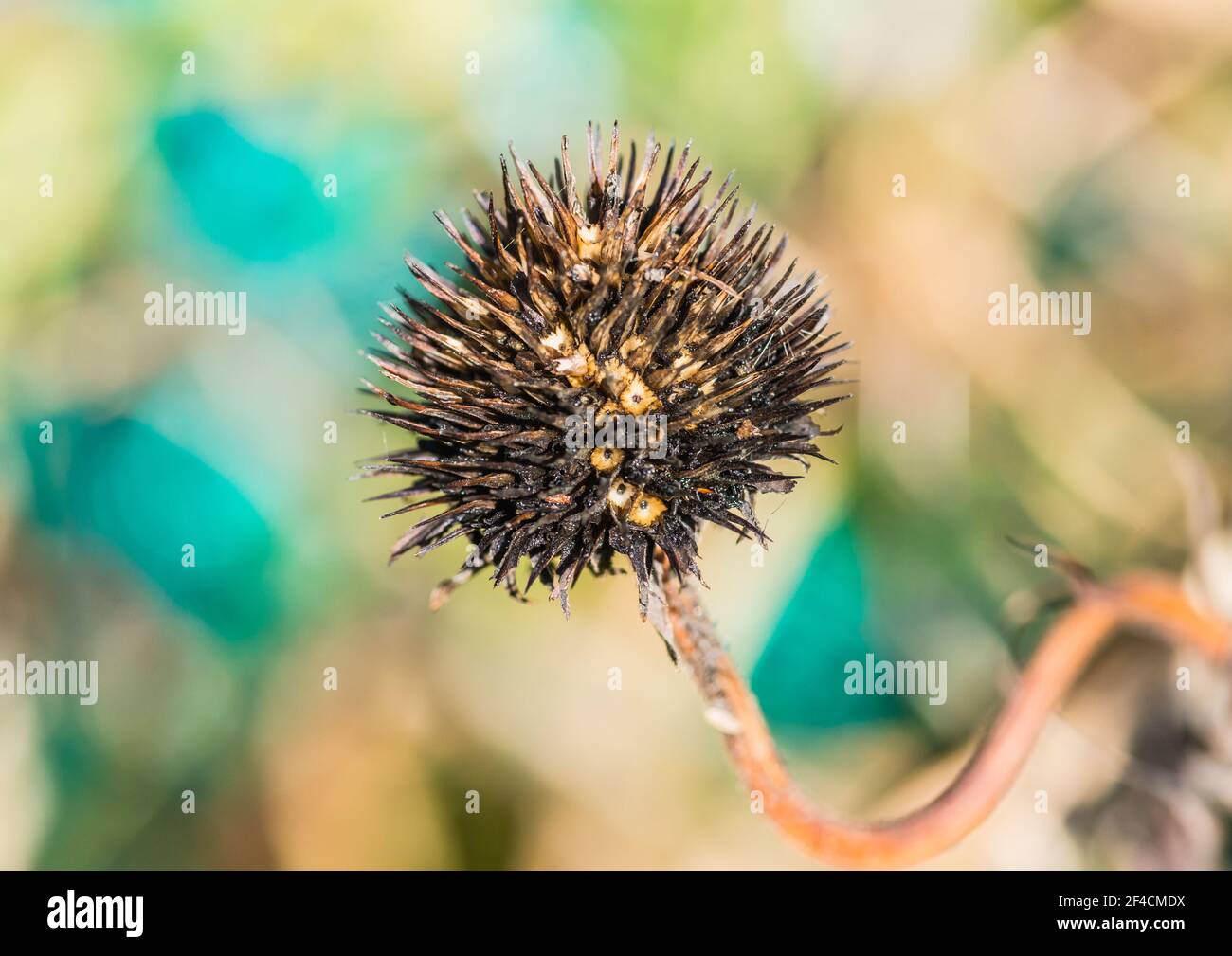 Eine Makroaufnahme des übrig gebliebenen Samenkopfes aus einer Echinacea-Blüte. Stockfoto