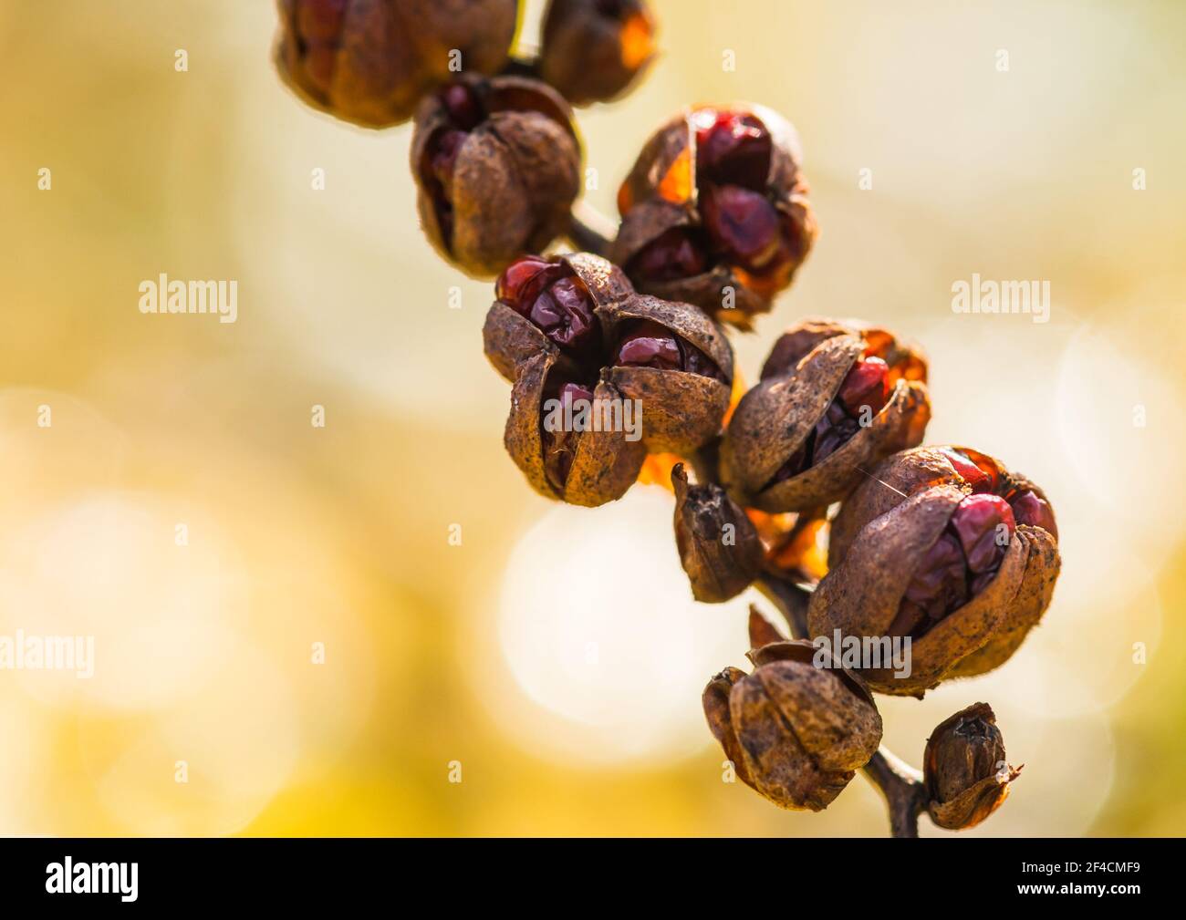 Eine Makroaufnahme der Samenkapseln einer Crocosmia-Pflanze. Stockfoto