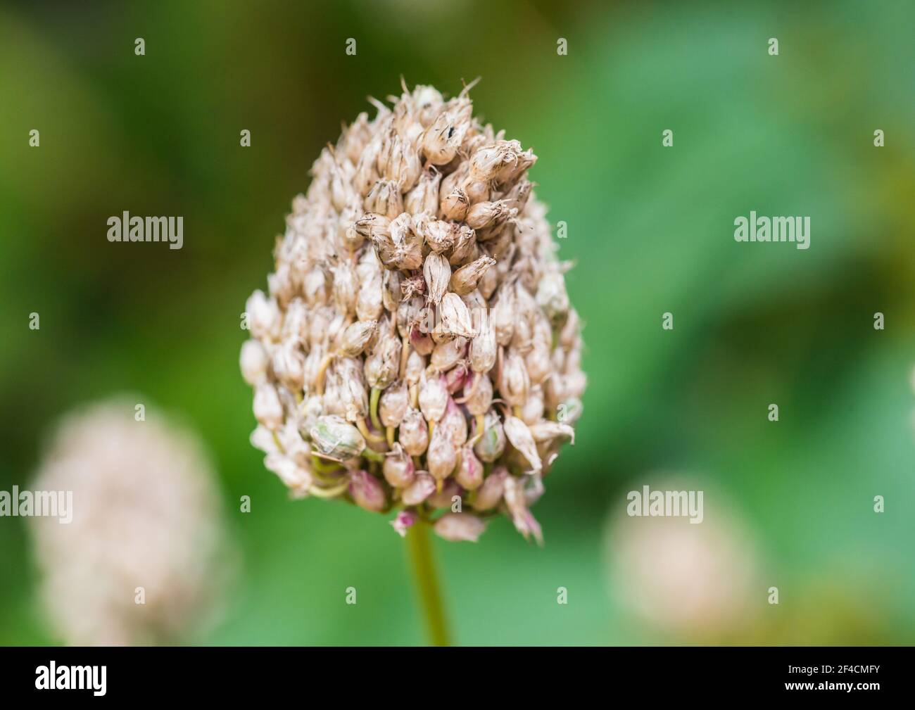 Eine Makroaufnahme eines Drumstick-Allium-Saatkopfes. Stockfoto