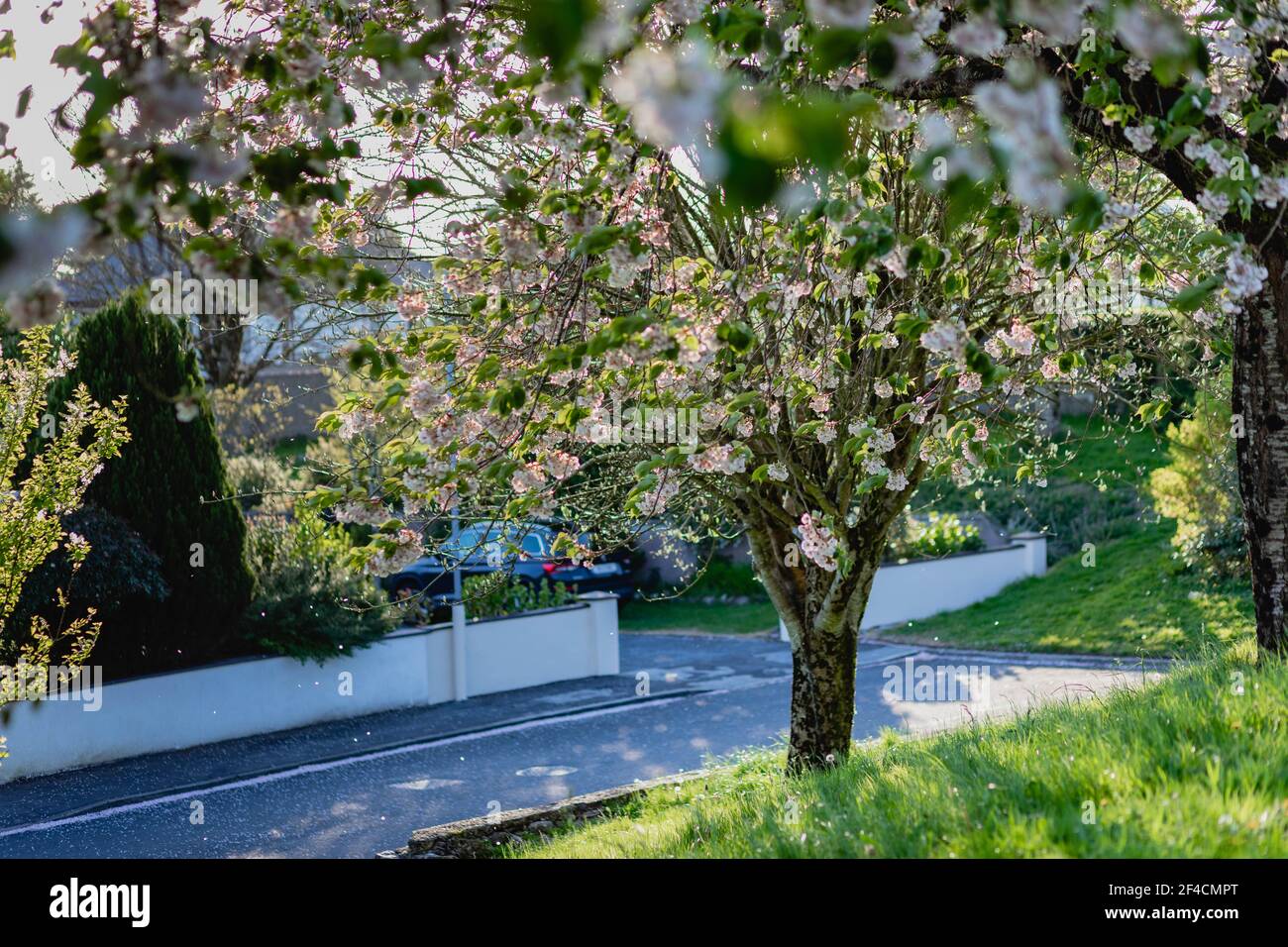 Blühende Kirschbäume, Obstbäume an einem sonnigen, windigen Frühlingstag mit fallenden Blütenblättern Stockfoto