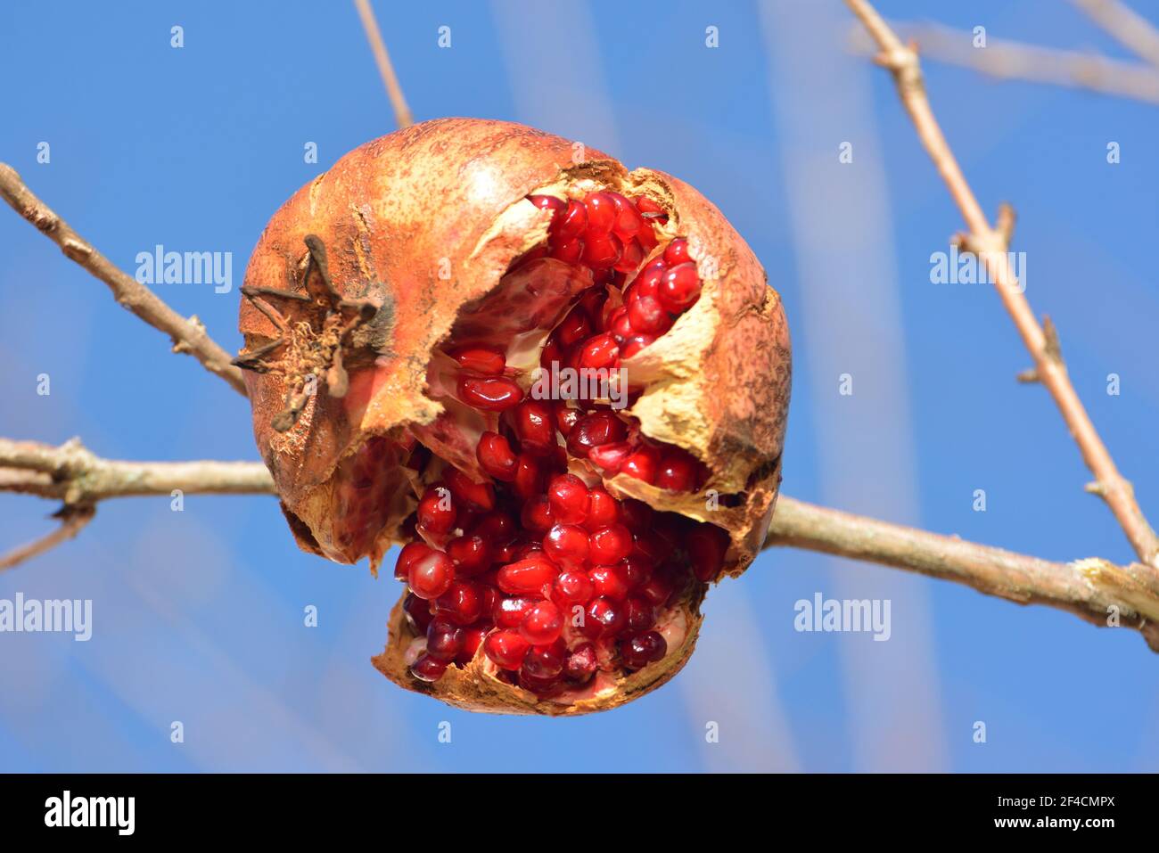 Der Granatapfel ist die Frucht des Granatapfels, dieser fragmentierte Granatapfel enthält 400 rote Samen, deren Saft reich an Antioxidantien ist. Stockfoto