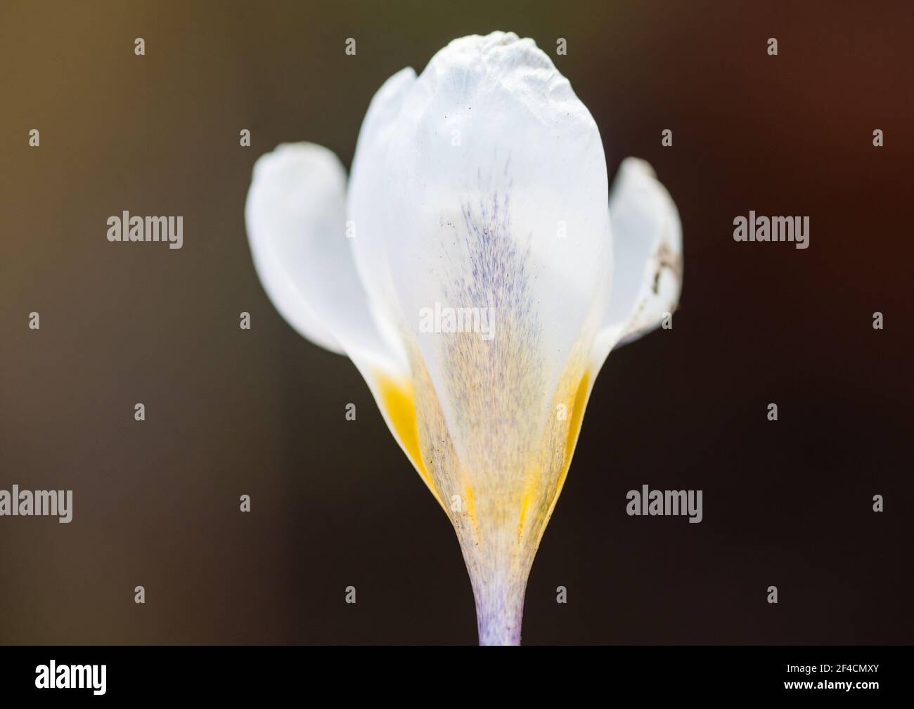 Eine Makroaufnahme des Musters eines Krokus ard schenk Blüte. Stockfoto