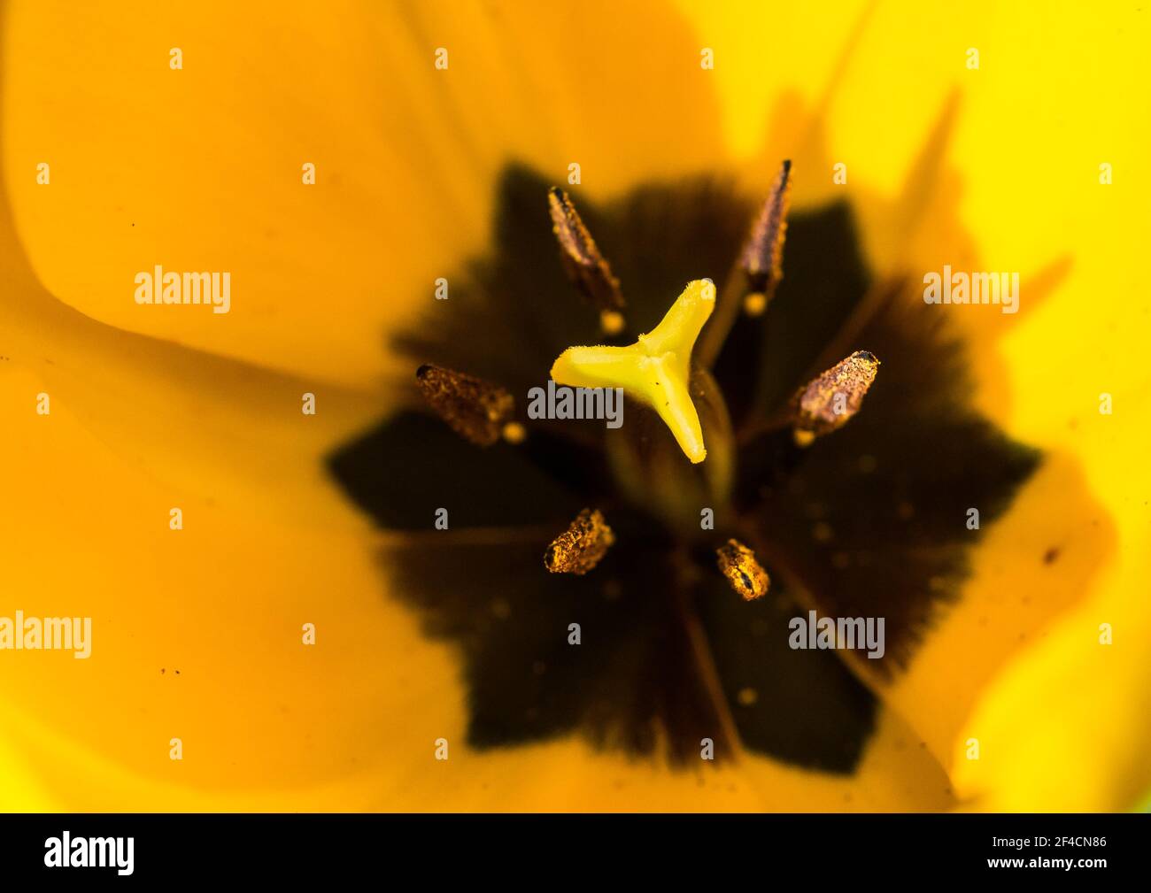 Eine Makroaufnahme, die in eine gelbe Tulpe schaut. Stockfoto