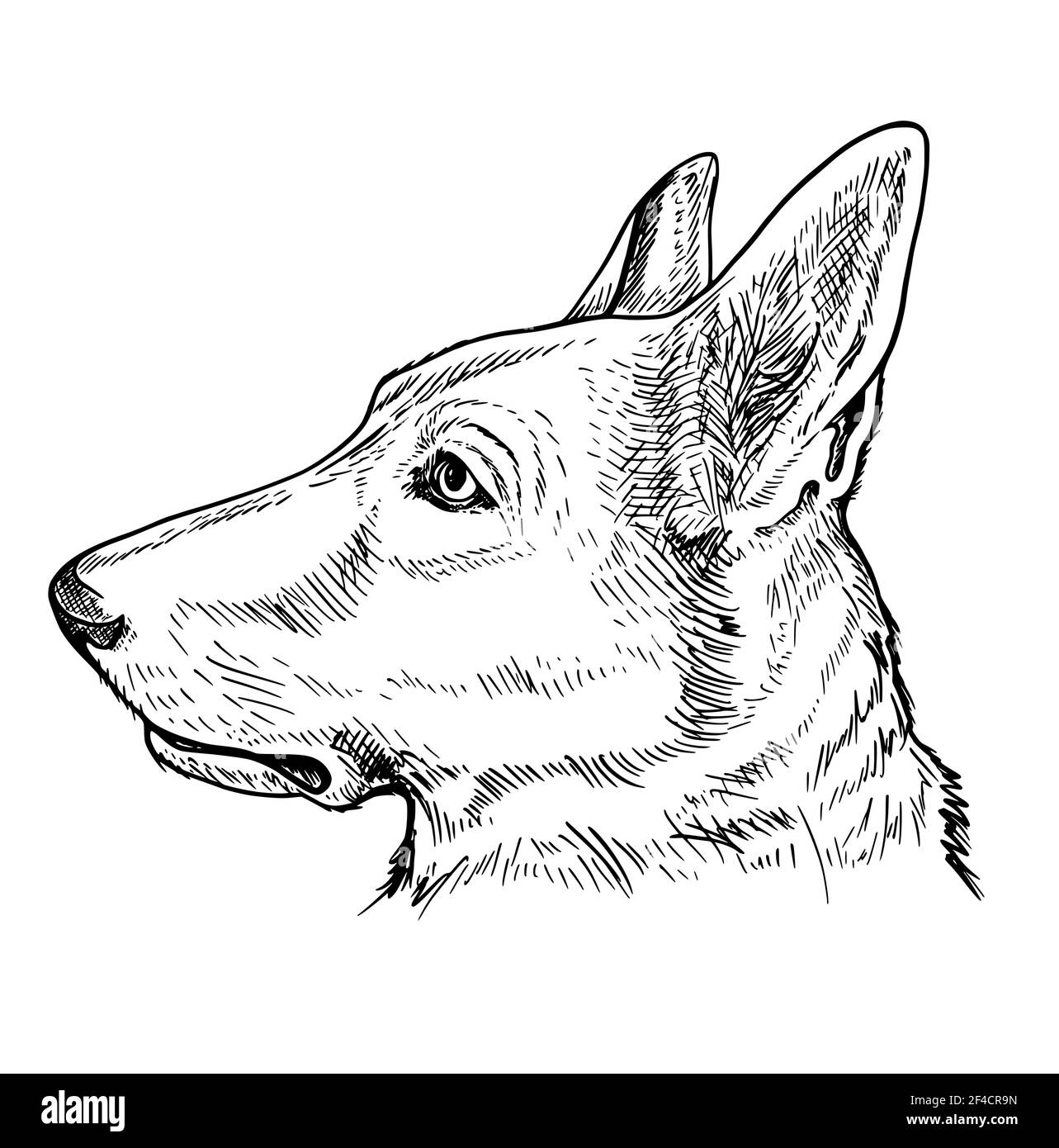 Porträt des Deutschen Schäferhundes auf einem weißen Hintergrund. Hand Vector Illustration gezeichnet Stock Vektor