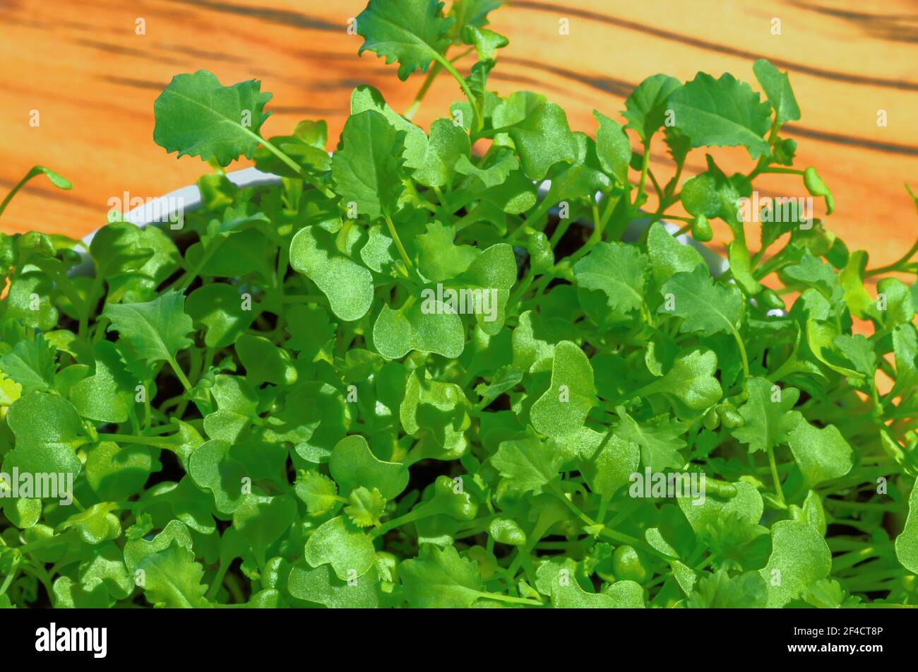 Kale Microgreens in einer weißen Schale über Holzbrett. Wachsende grüne Triebe von Blattkohl, Sämlinge und junge Pflanzen. Gesprossene lockige Blattkohl. Stockfoto