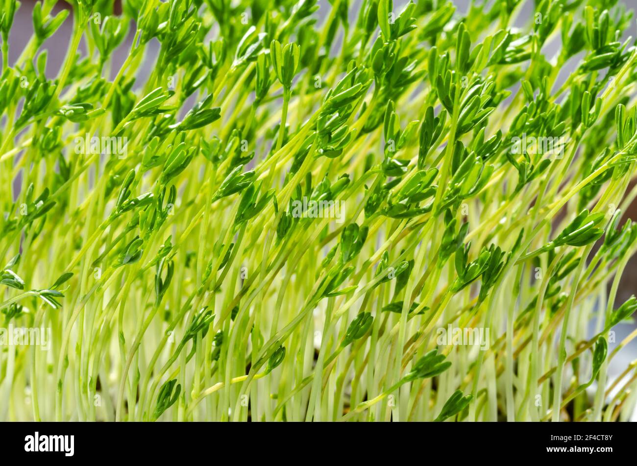 Puy Linsen Microgreens, wächst in hellem Sonnenlicht. Grüne Triebe von Le Puy grüne Linsen, Sämlinge und junge Pflanzen. Gekeimt französische grüne Linsen. Stockfoto