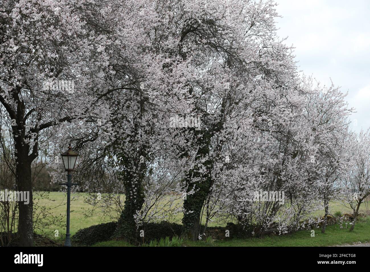 Tetbury, Großbritannien, 20th. März 2021. Wetter in Großbritannien. Schöner Frühling blüht am ersten Frühlingstag, wenn sich die Wolken in den Cotswolds zu klären beginnen. Gloucestershire. Stockfoto