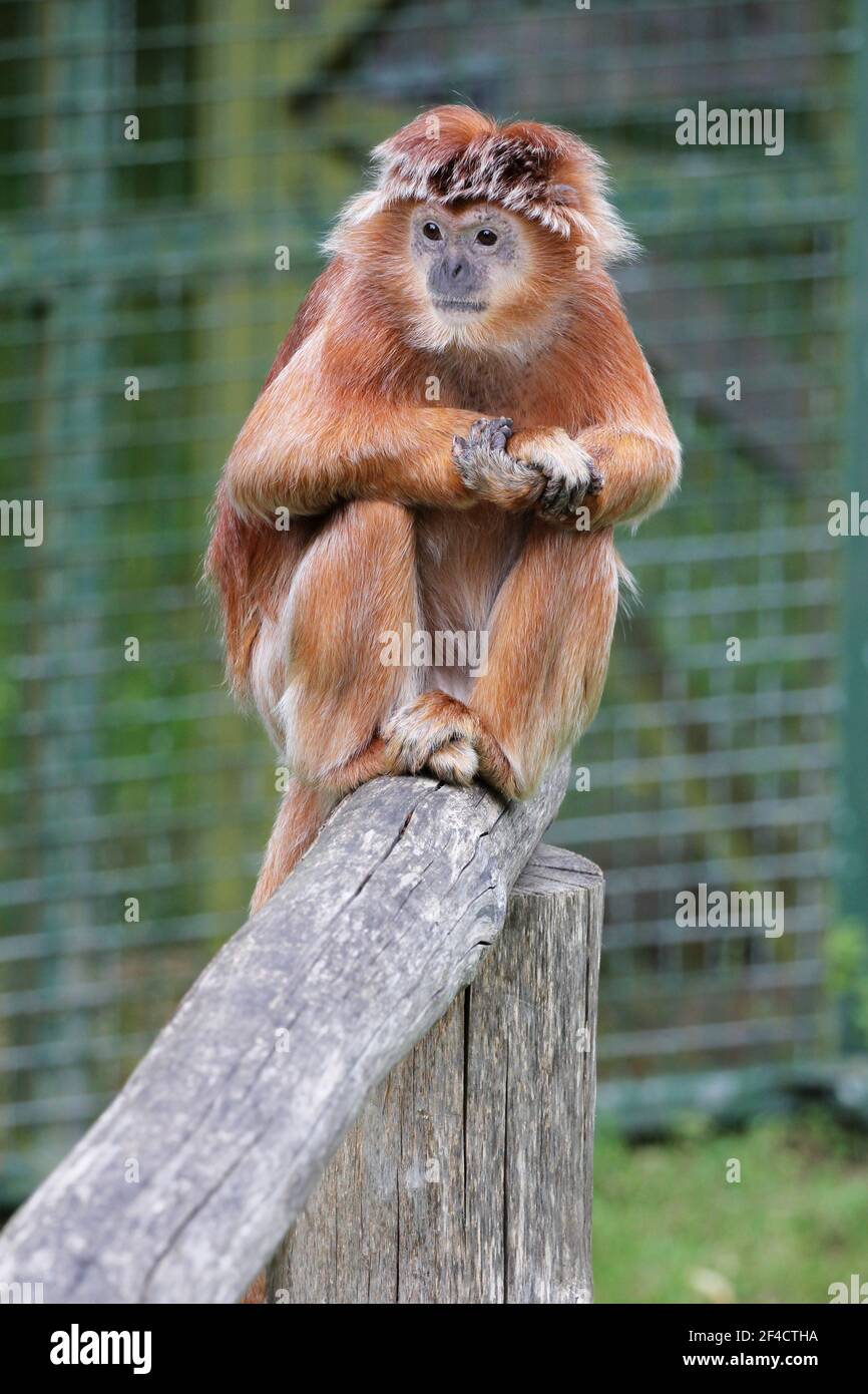 Ein Javanlangur-Affe, der typischerweise in Indonesien gefunden wird Stockfoto