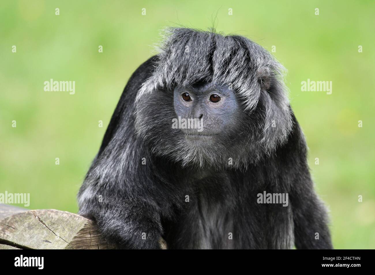 Javan Gibbon in der Regel auf der indonesischen Insel Java gefunden Stockfoto