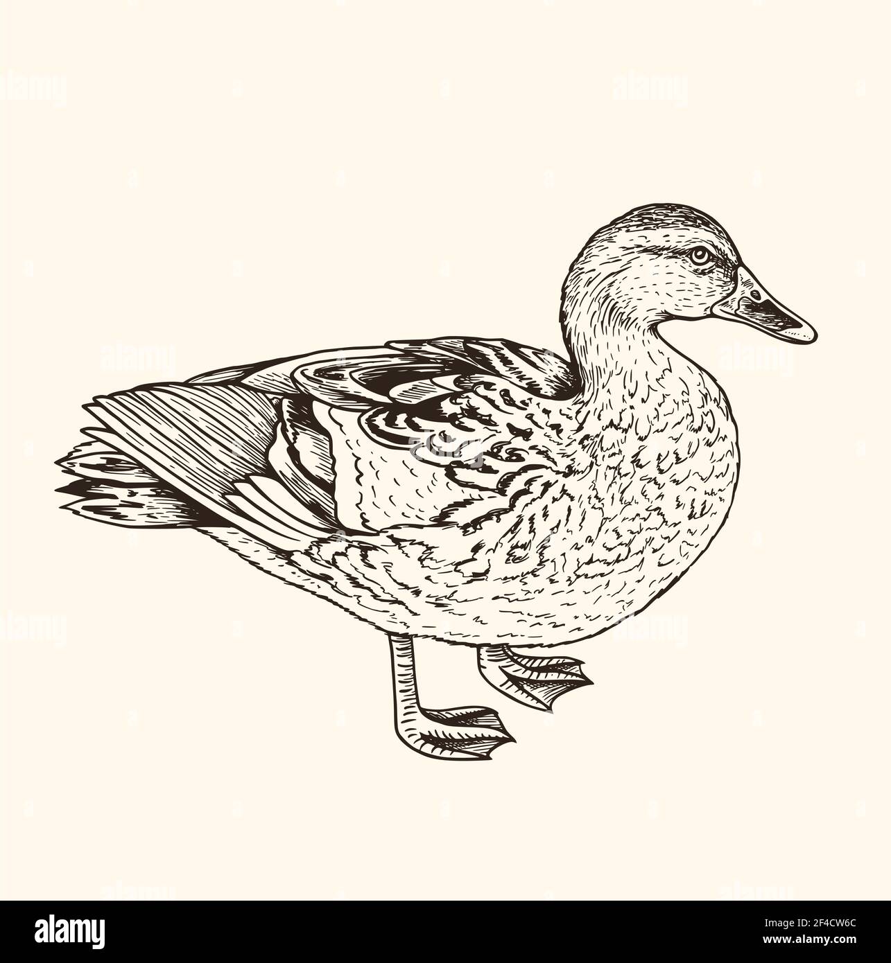 Handgezeichnete Vektordarstellung der Ente. Vintage Skizze von Tier in der wilden Natur Stock Vektor