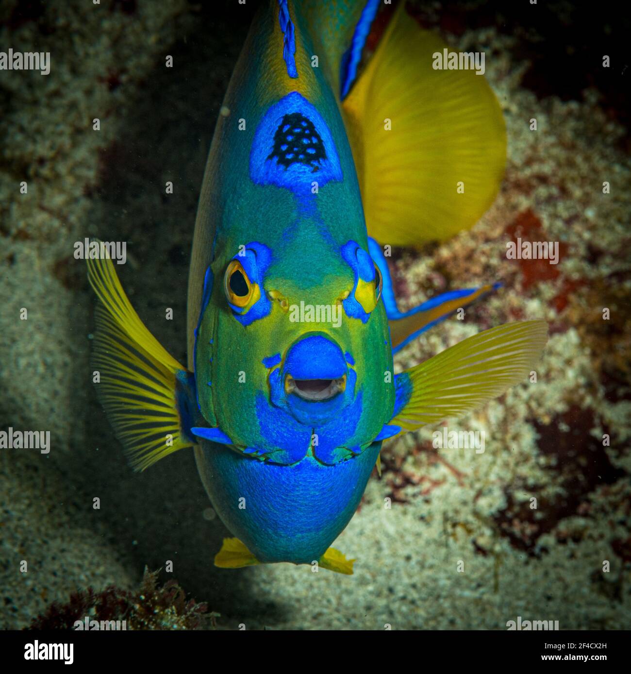 Königin Angelfisch (Holacanthus ciliaris) Am Riff vor der karibischen Insel St. Martin Stockfoto