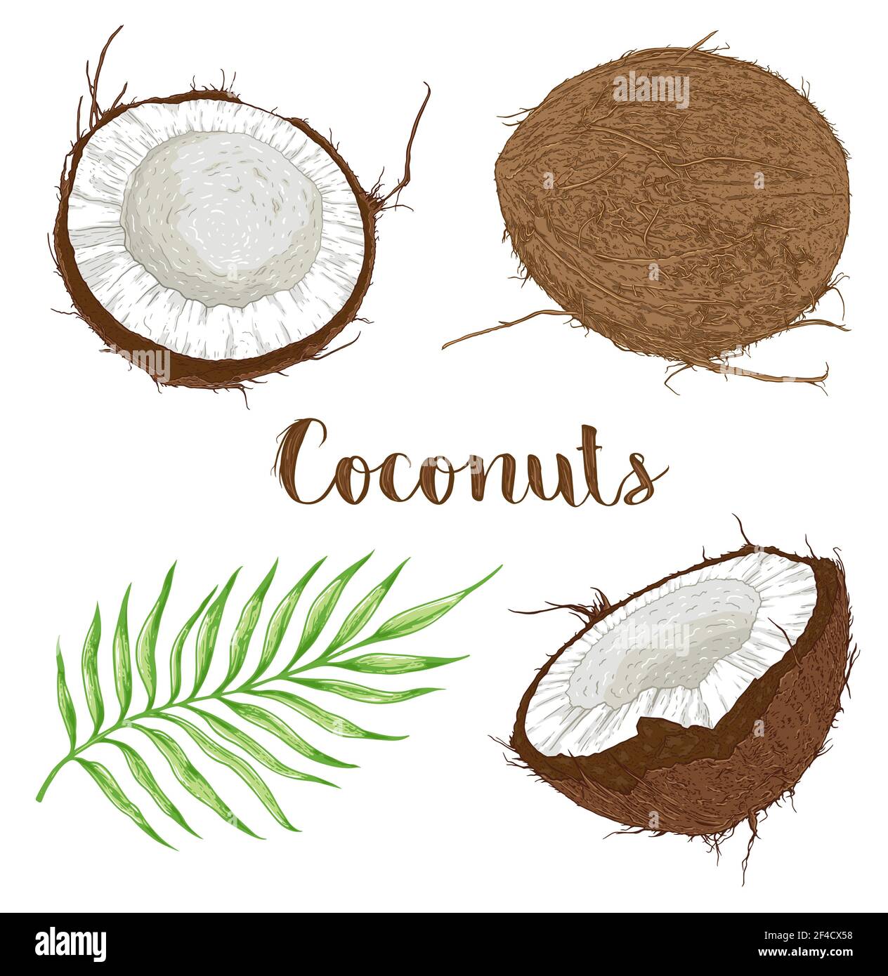 Set von handgezeichneten Kokosnüssen und Palmblatt auf weißem Hintergrund. Vektorgrafik Stock Vektor