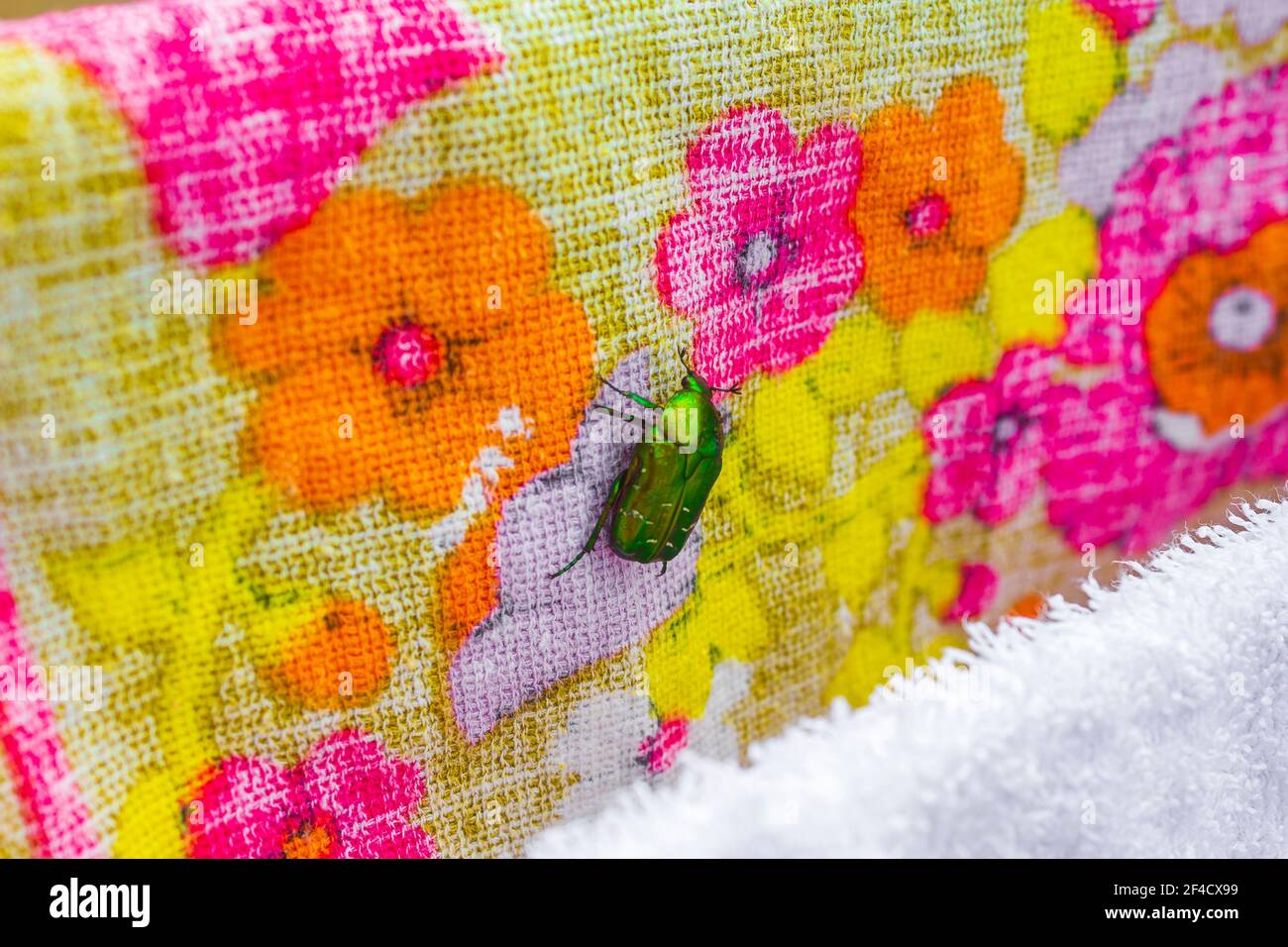 Großer grüner glänzender Rosenkäfer auf Handtüchern landete in Kroatien. Stockfoto