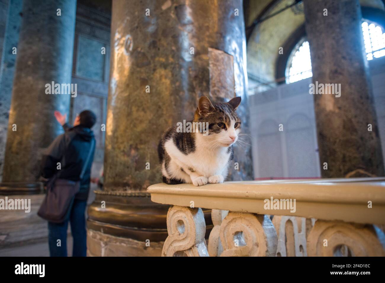 Straßenkatzen sind in Istanbul, Türkei, allgegenwärtig. Hier ist eine Katze im Hagia Sophia Dome Stockfoto