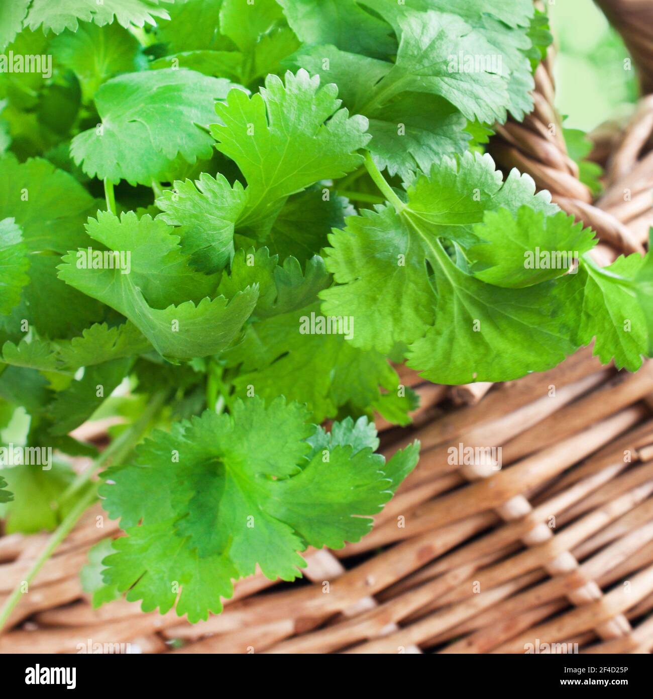 Frischer Koriander und Korb aus nächster Nähe Stockfoto