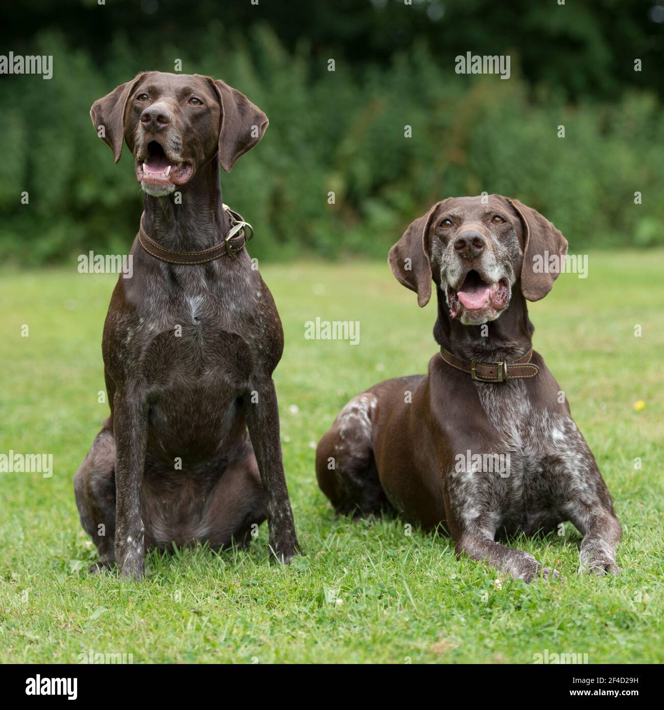 Zwei deutsche Kurzhaarzeiger Stockfoto