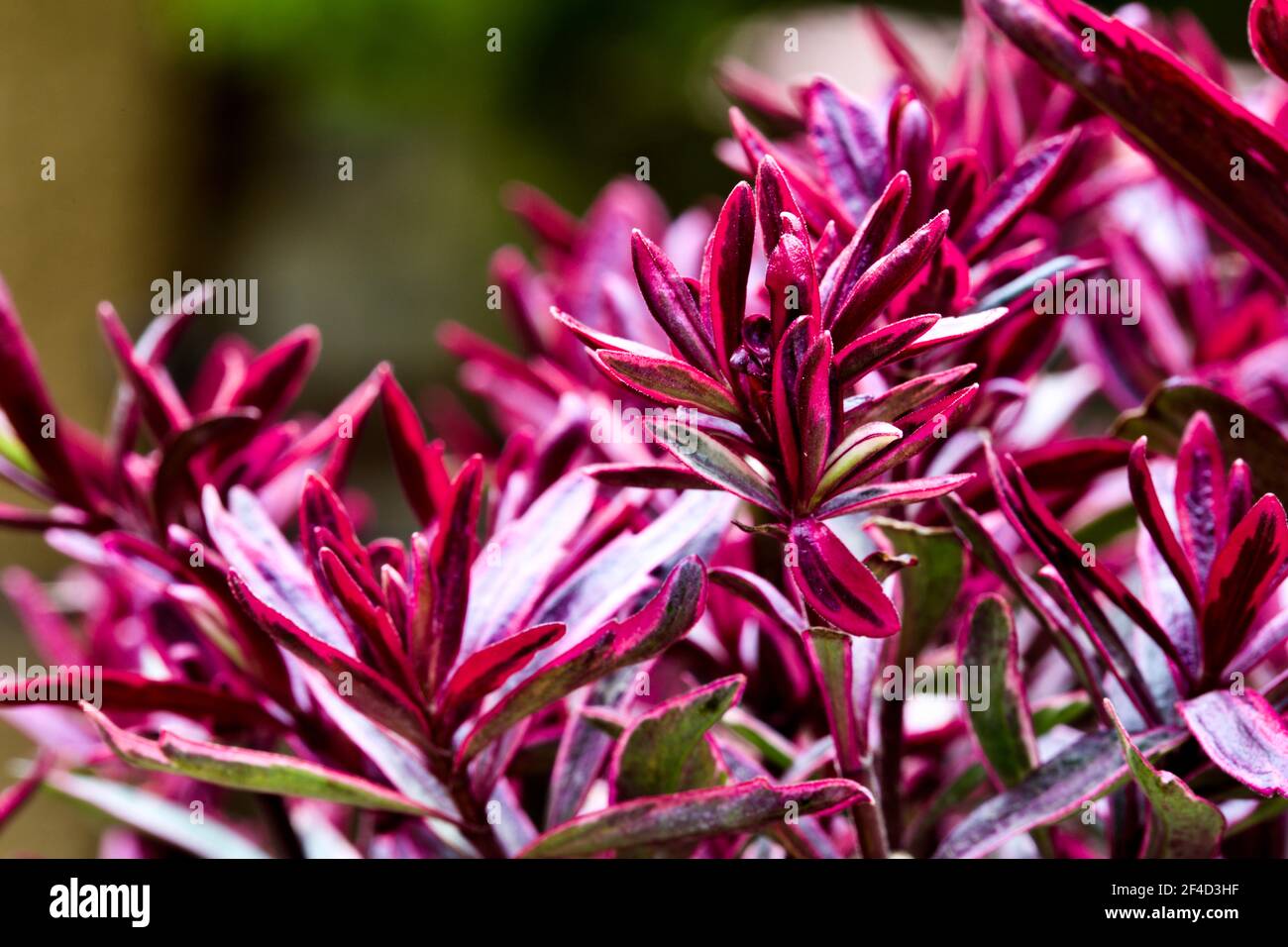 Hebe 'Magic Summer' Stockfoto