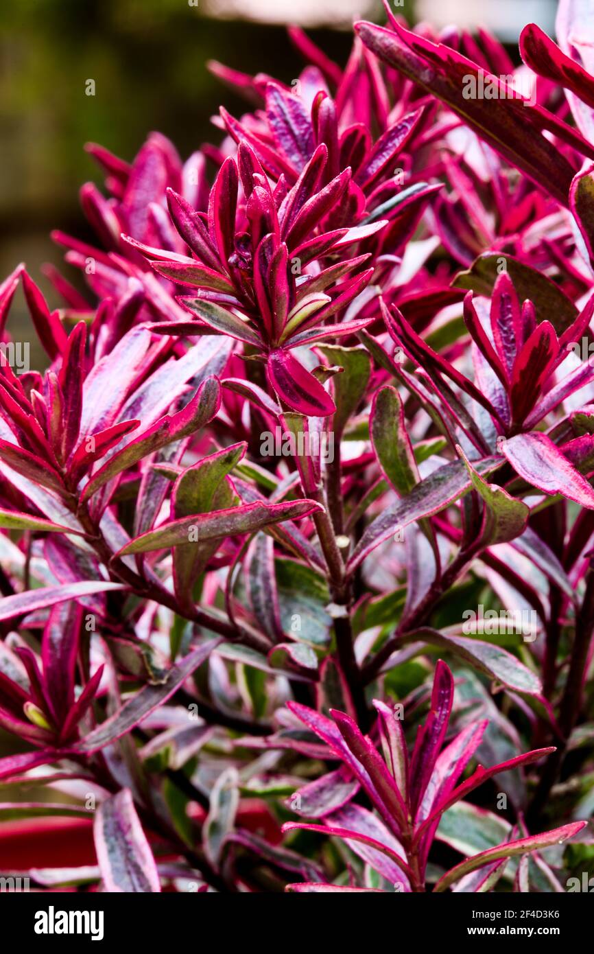 Hebe 'Magic Summer' Stockfoto