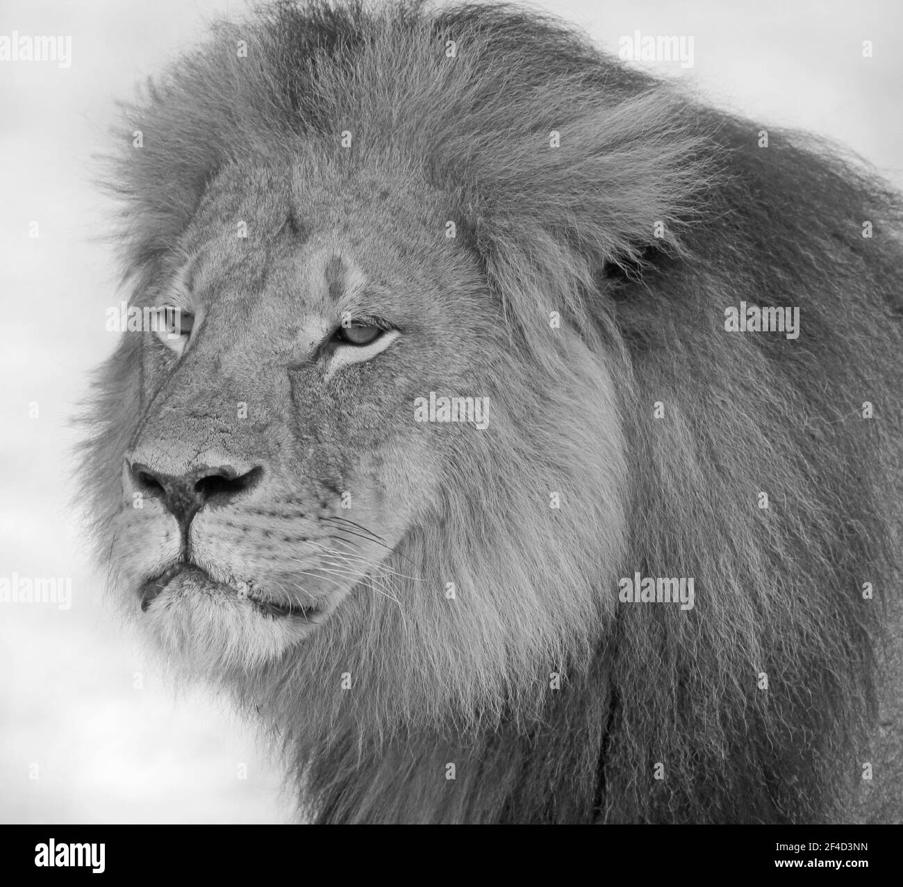 Cecil der Löwe - ikonische Big Cat in Hwange National Parken Stockfoto