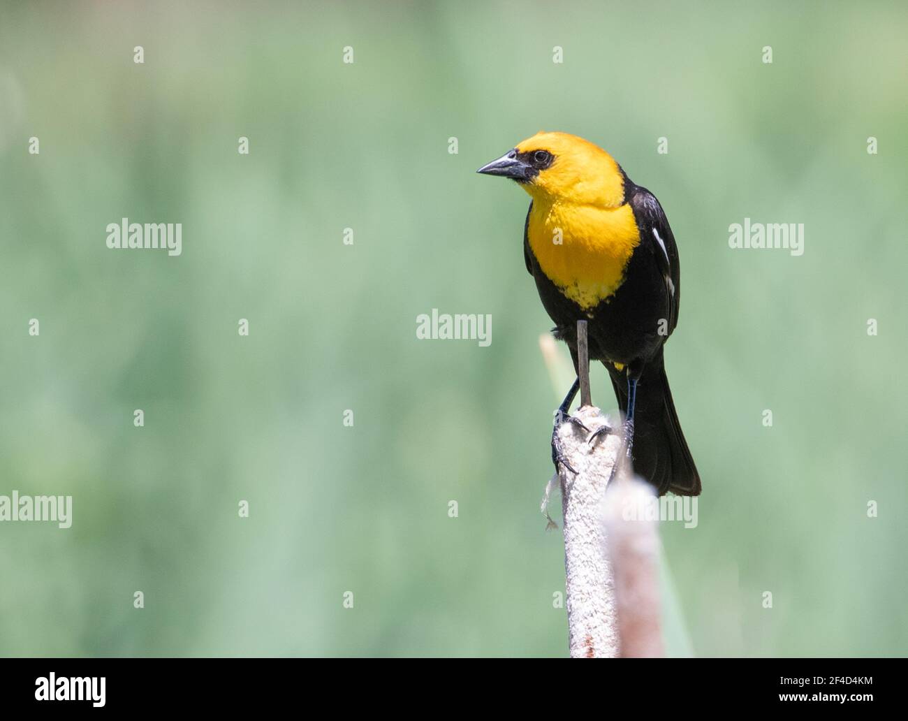 Ein männlicher Gelbkopf-Amsel, der auf einem Rohrschwanz thront. Stockfoto