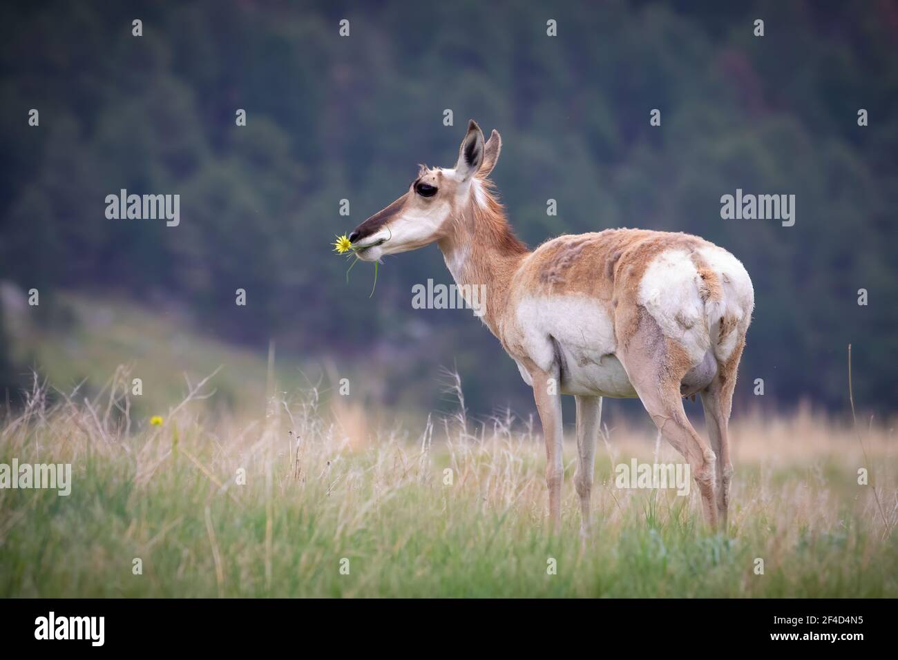 Ein weibliches Pronghorn, das im Gras steht und eine Blume im Mund hat. Stockfoto