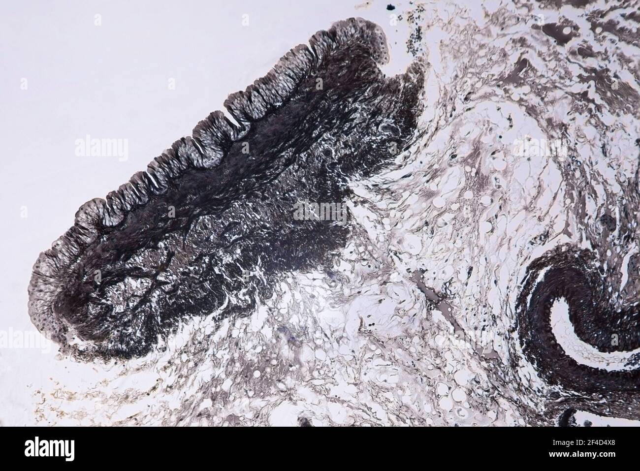 Mitochondrien im Gewebe, ein Querschnitt unter einem Lichtmikroskop bei 10-facher Vergrößerung. Stockfoto