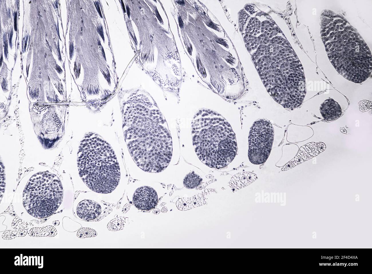 Meiose in Locust testis transversal Abschnitt, unter einem Lichtmikroskop bei 10-facher Vergrößerung. Stockfoto