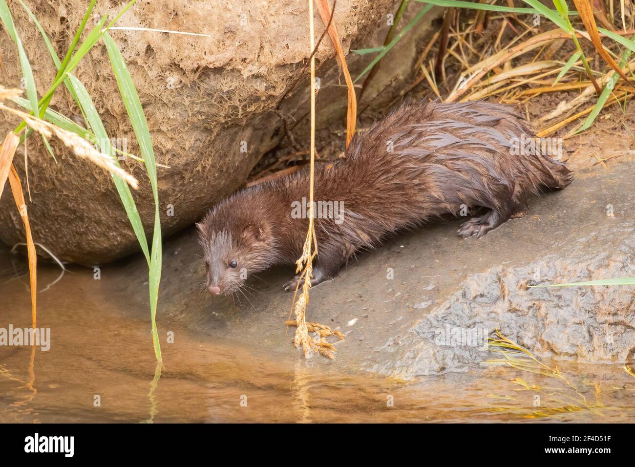 Ein Nerz in der Nähe des Wassers. Stockfoto