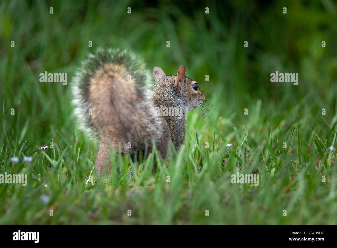 Ostgrauhörnchen im Gras. Stockfoto