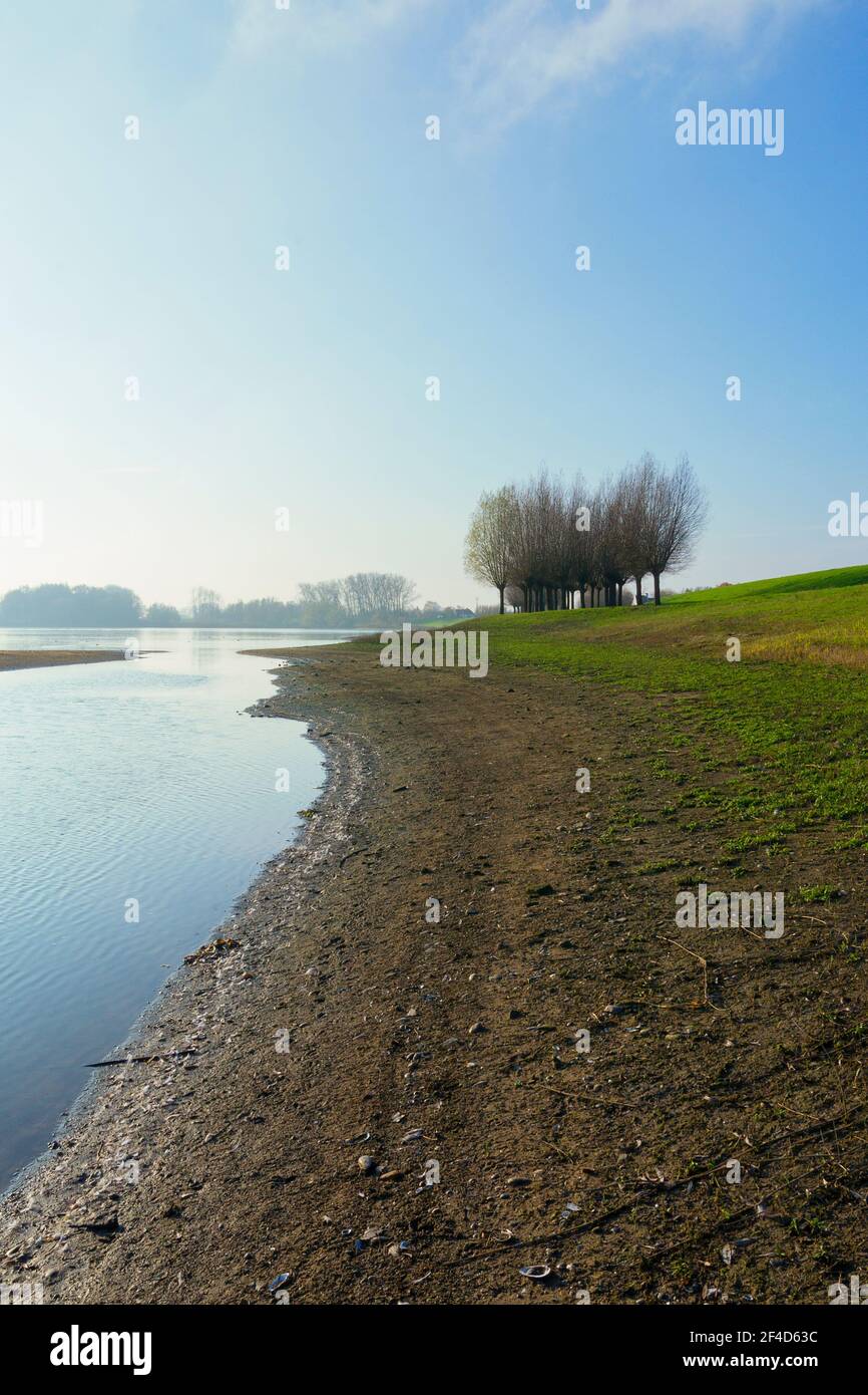 Gruppe von Weiden mit Blick auf die Auen entlang des Flusses IJssel Stockfoto