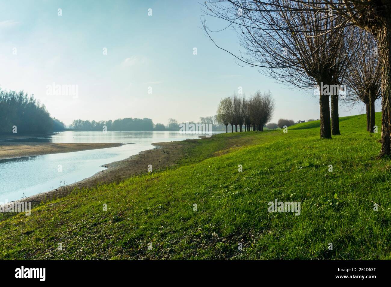 Gruppe von Weiden mit Blick auf die Auen entlang des Flusses IJssel Stockfoto