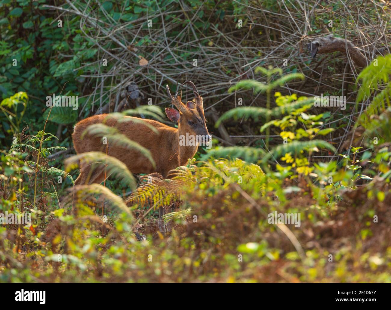 Ein bunter Hirsch guckt durch die Büsche (fotografiert in BR Hills Sanctuary, Karnataka, Indien) Stockfoto