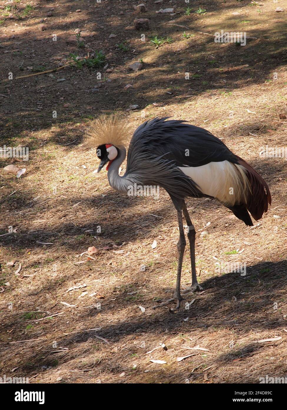 Schwarz gekrönter Kranich im Phoenix, Arizona Zoo. Der wissenschaftliche Name ist Balearica pavonina. Stockfoto