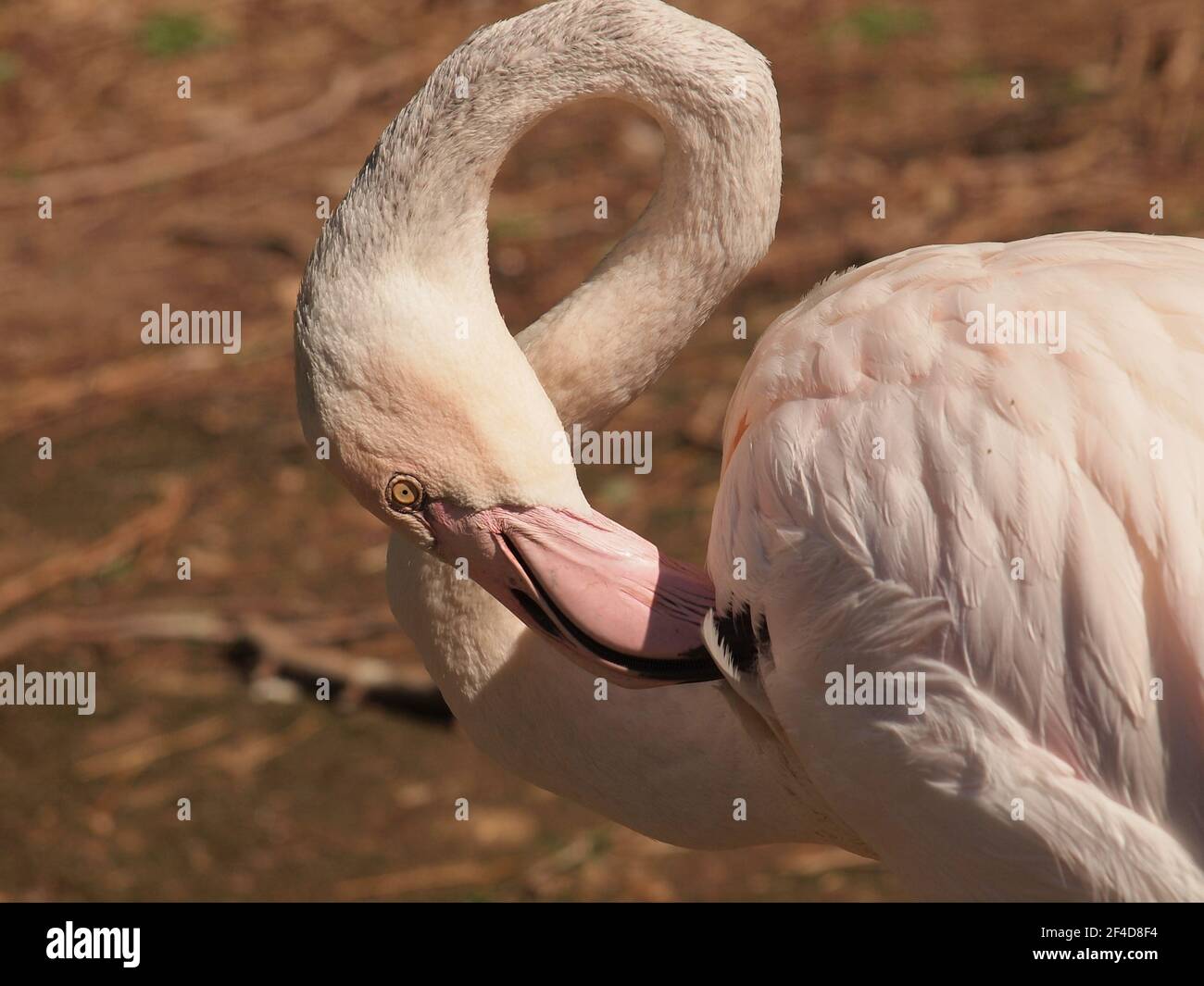 Albino Flamingo im Phoenix Zoo. Stockfoto
