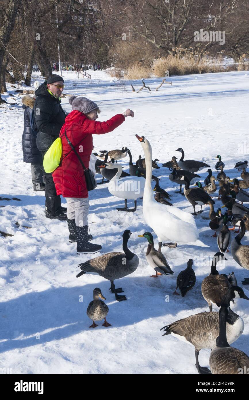 Frau füttert einen aggressiven Schwan zusammen mit den Gänsen am schneebedeckten See in Prospect Park, Brooklyn, New York. Stockfoto