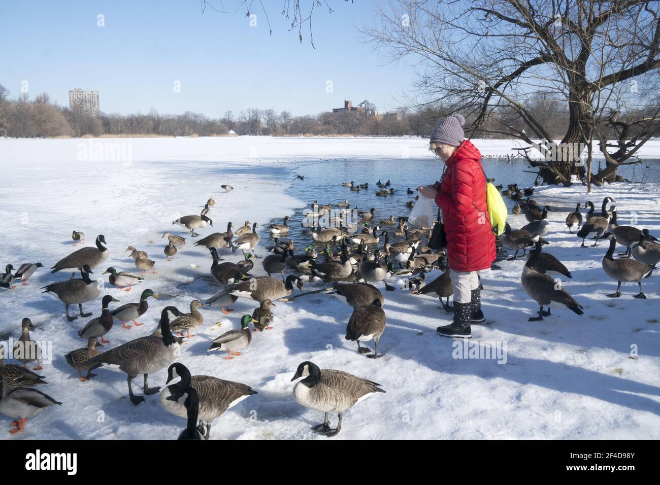 Frau füttert die Gänse am schneebedeckten See im Prospect Park, Brooklyn, New York. Stockfoto