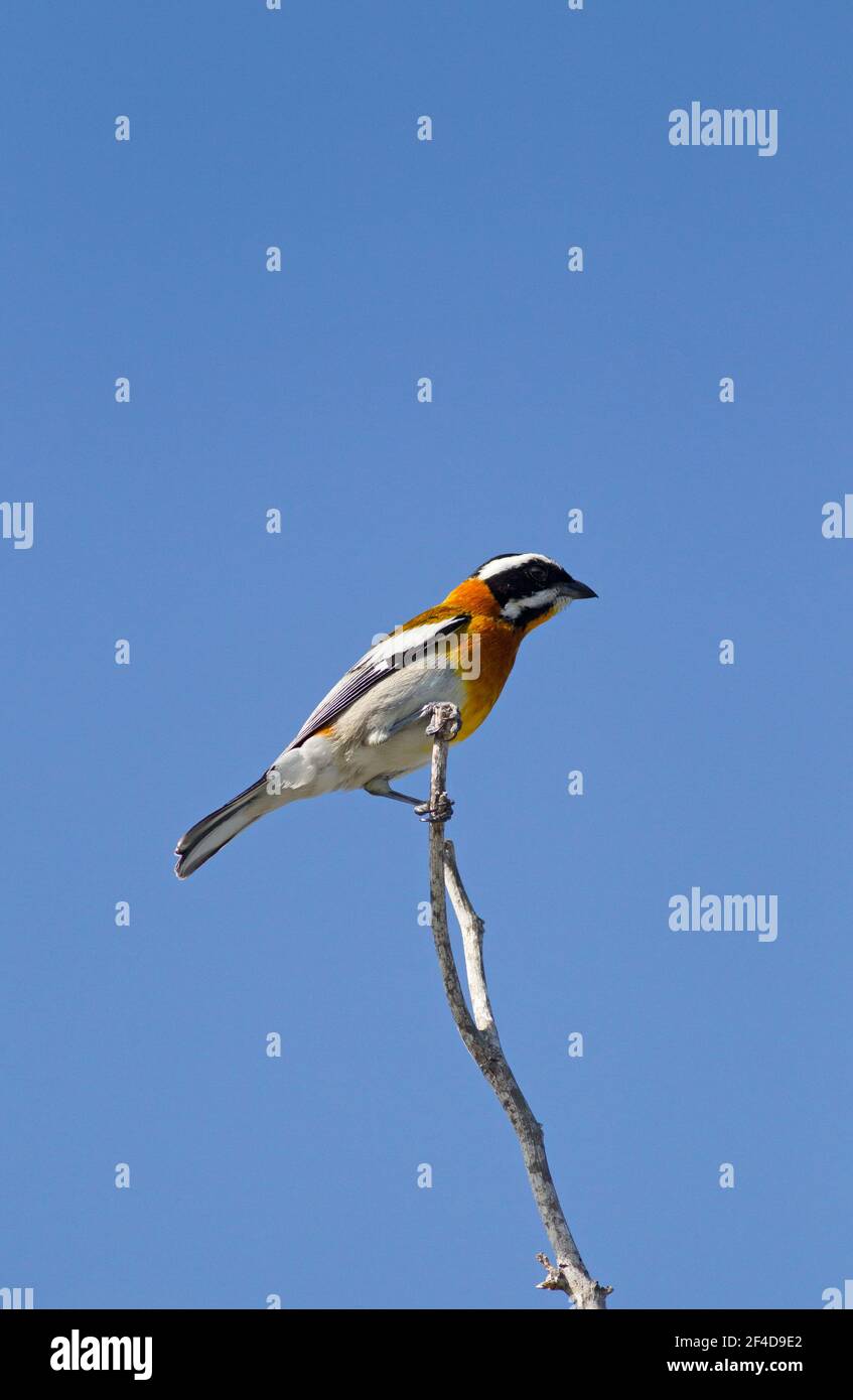 Gestreiftes Tanager, Spindalis zena, Single adult thront auf Ast gegen blauen Himmel, Cayo Coco, Ciega de Avila Provinz, Kuba Stockfoto