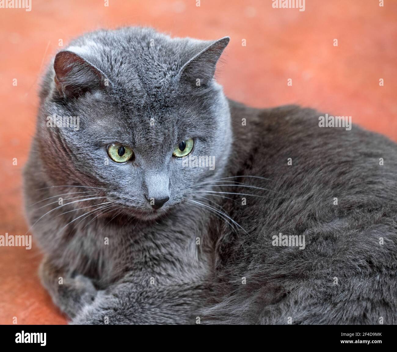 Echt charmante Erwachsene schöne graue Katze mit besten gelben Augen Stockfoto