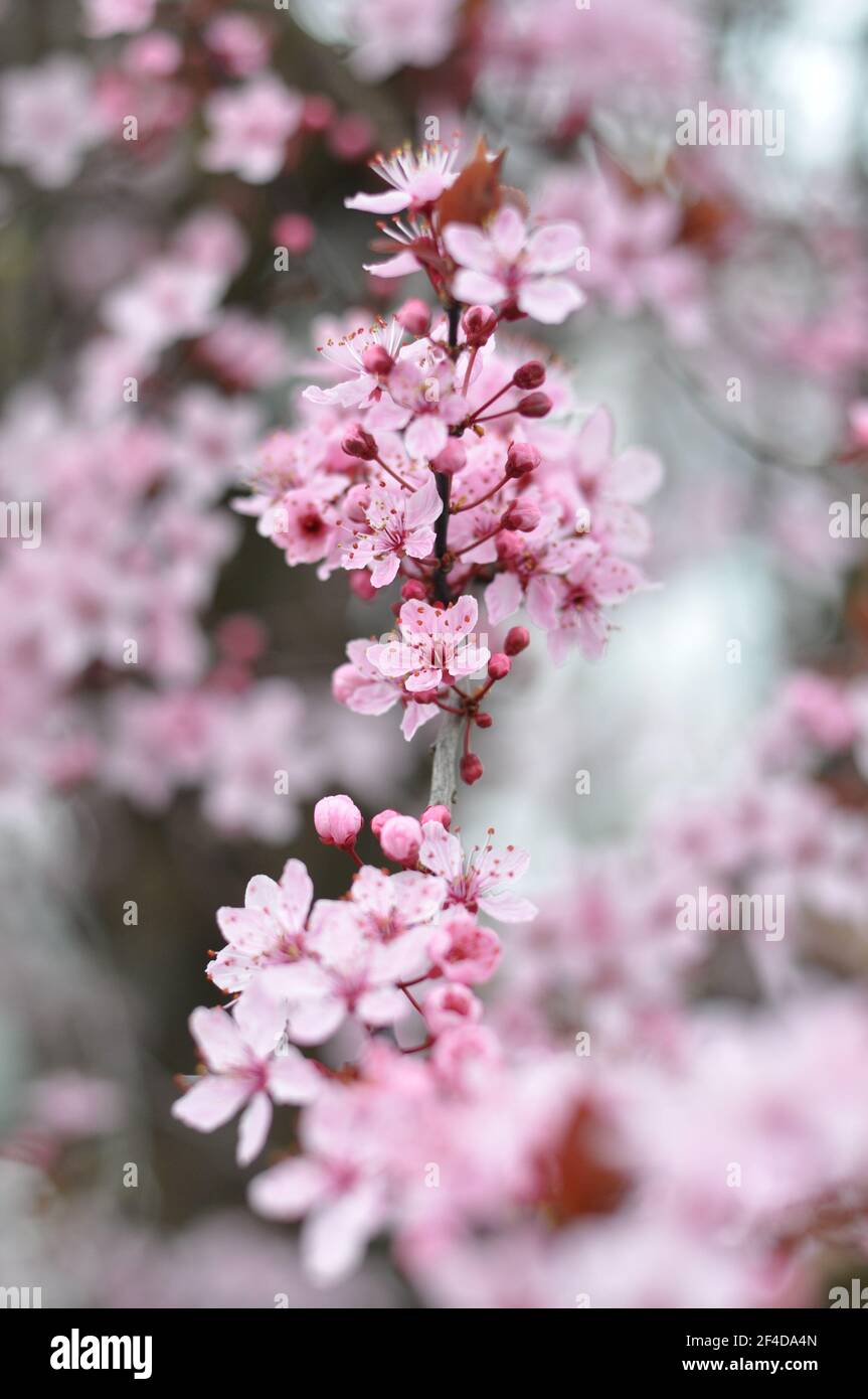 Schöne Frühlingsblüten in rosa Stockfoto