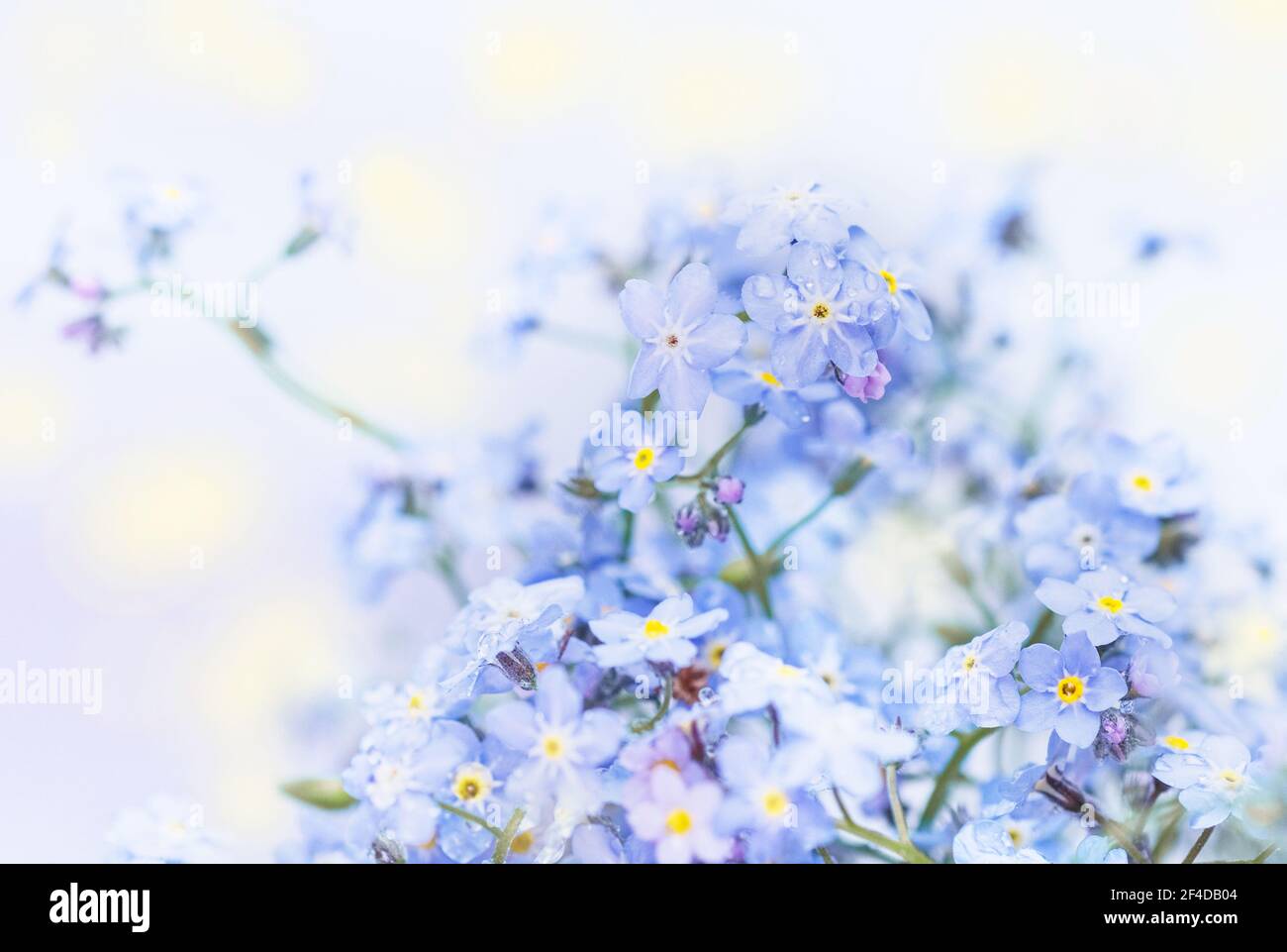 Echte charmante zarte blaue Blumen des Frühlings vergessen-mich-nots für immer Stimmung Stockfoto