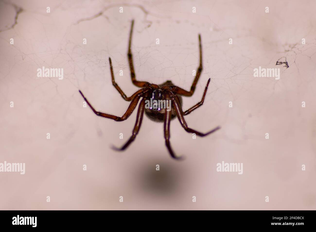 Edle falsche Witwe Steatoda nobilis Spinne, Spinne mit Gift in Europa gegründet. Spinnenbeine auf Webs warten darauf, dass Insekten sie fressen. Guter Schädlingsbekämpfer Stockfoto