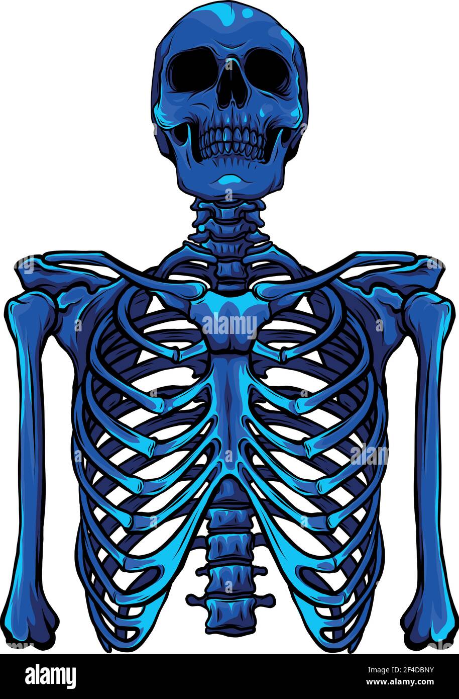 Menschliches Skelett posiert isoliert auf weißem Hintergrund Vektor-Illustration Stock Vektor