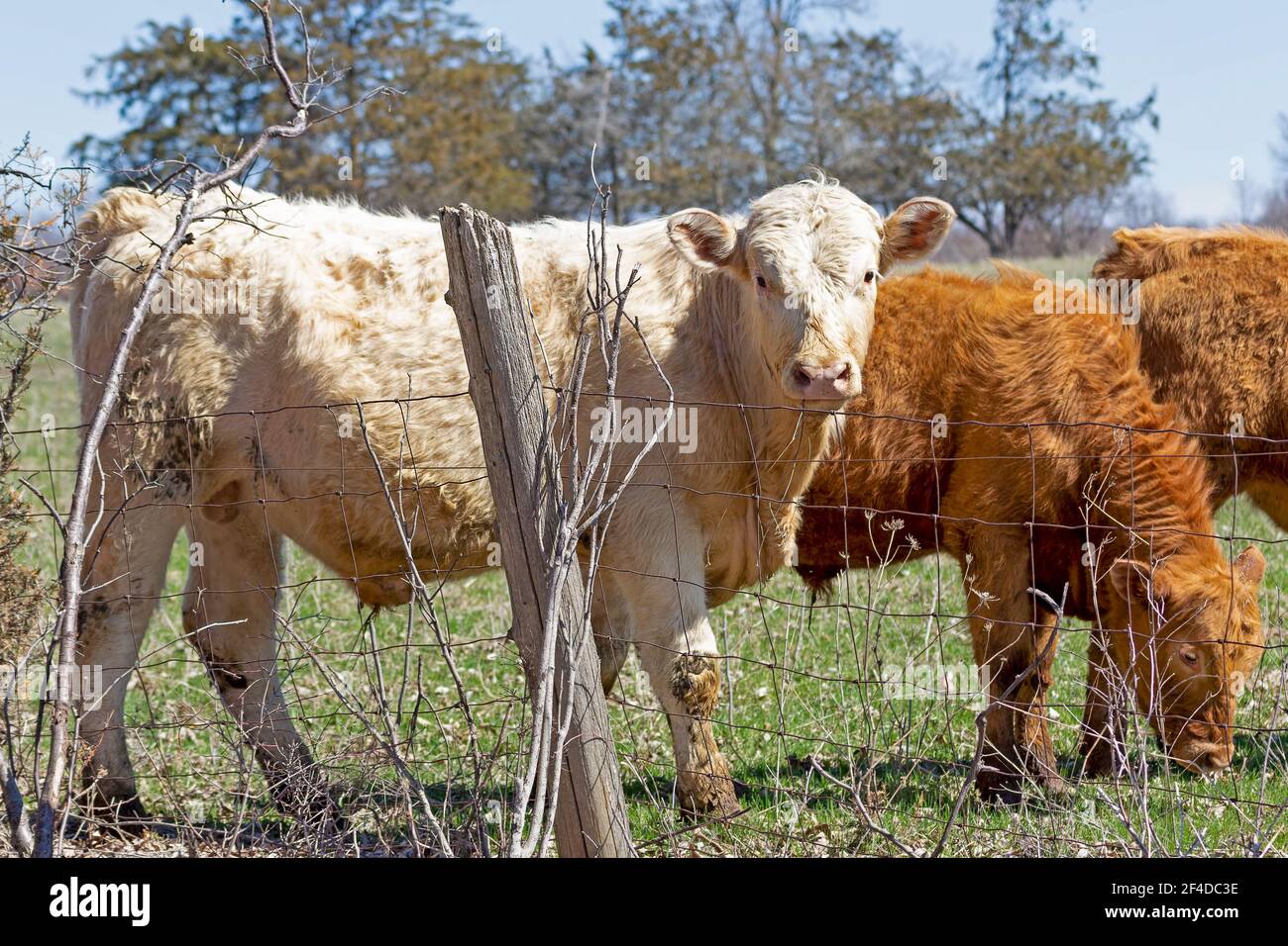 Blassfarbene Charolais-Kuh, die auf einer grünen Weide steht Stockfoto