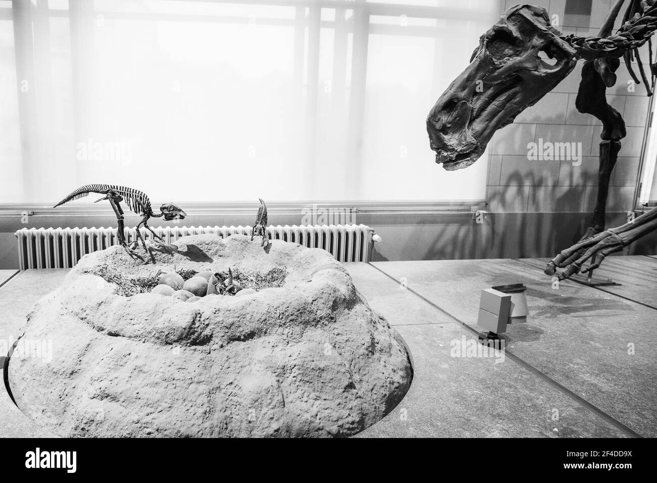 Brüssel, Belgien; Januar 23th 2020: Dinosaurierfossil im Museum der Naturwissenschaften Belgiens Stockfoto