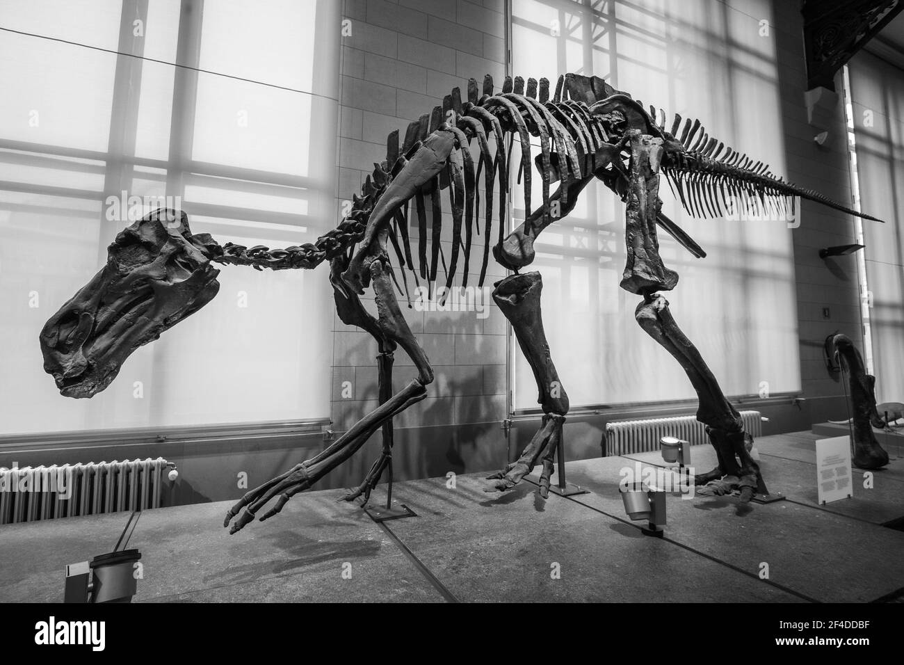 Brüssel, Belgien; Januar 23th 2020: Dinosaurierfossil im Museum der Naturwissenschaften Belgiens Stockfoto