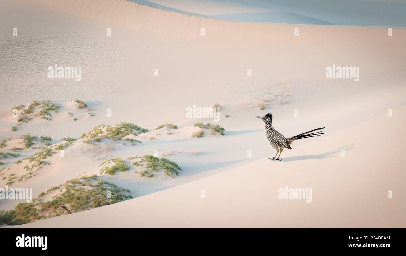 Roadrunner steht in Mesquite Flat Sand Dunes, Death Valley, Kalifornien, USA Stockfoto