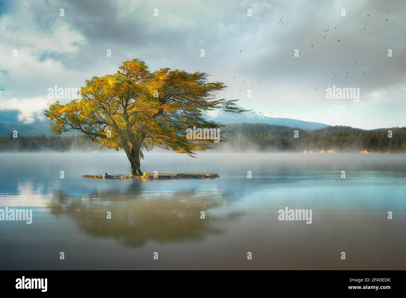 Einzelbaum wächst auf einer Insel mitten in Lemolo Lake, Oregon, USA Stockfoto