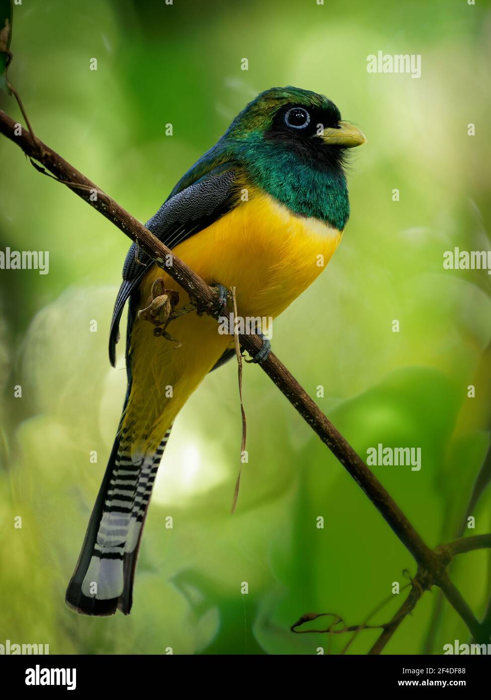 Trogon rufus-Black-throated Trogon, auch yellow-bellied Trogon, in der Nähe von aus der trogon Familie, Trogonidae, Rassen im Tiefland von Hondur Stockfoto