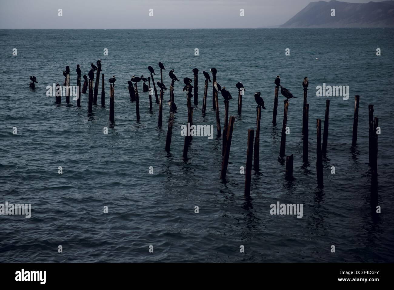 Kormoran Vögel auf Holzpfosten im Schwarzen Meer, Russland Stockfoto